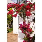 Casa Bouganvillea