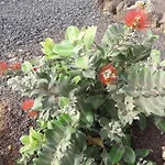 Los Aloes